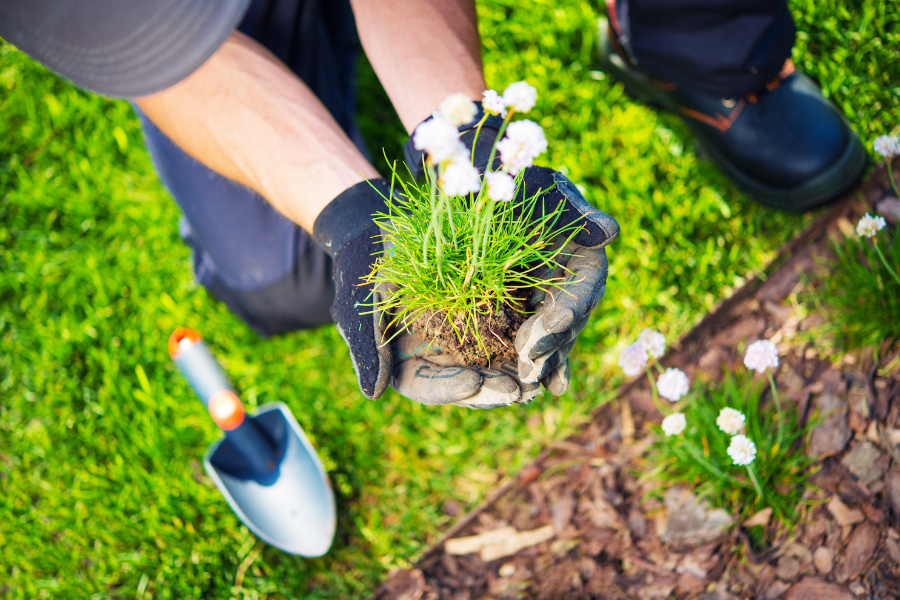 plants de fleurs entre les mains du jardinier